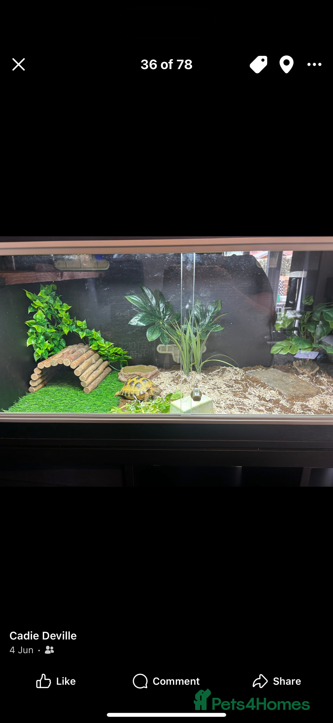 Tortoise reptiles for sale: Female Horsefield tortoise  - Advert 1