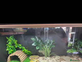 Tortoise reptiles Female Horsefield tortoise - Advert 7