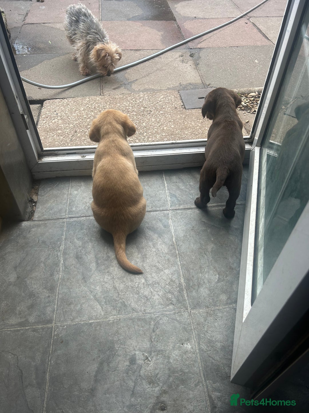 Labrador Retriever dogs for sale: Lab pups  - Image 4