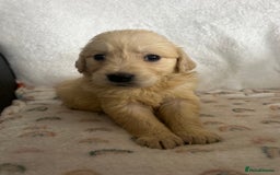 Golden Retriever dogs for sale: Beautiful golden retriever litter 🐶⭐️ - Image 26