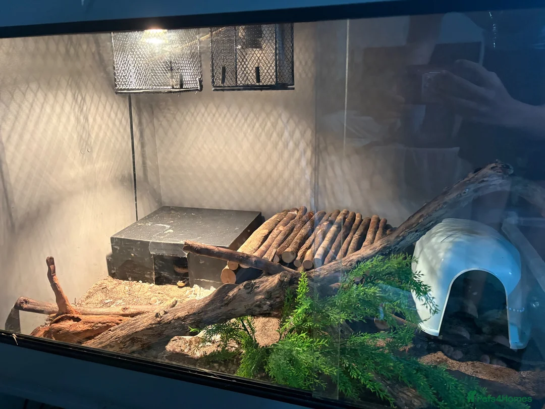 Python Snake reptiles for sale: Ball python with enclosure - Advert 2