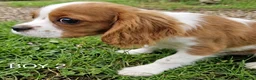 Cavalier King Charles Spaniel dogs for sale: Blenheim Cavalier King Charles Spaniel Puppies - Advert 11