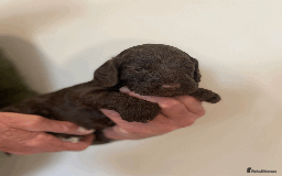 Cockapoo dogs for sale: cockapoo F1 - Image 8