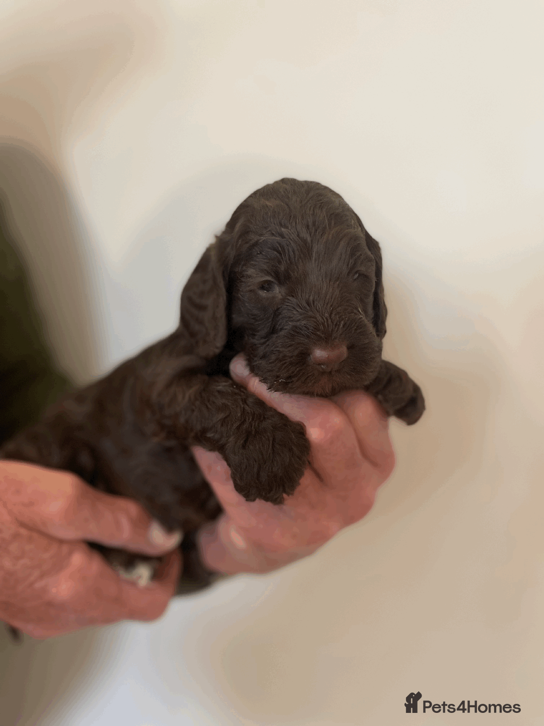 Cockapoo dogs for sale: cockapoo F1 - Image 8