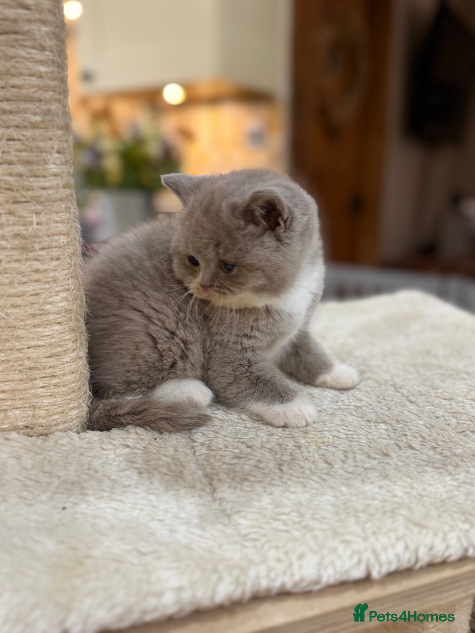 British Shorthair cats Full Pedigree/Registered BSH from £995 - Advert 2