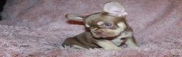 French Bulldog dogs for sale: ULTRA RARE - RAINBOW LITTER NON FLUFFY FRENCHIES - Advert 9