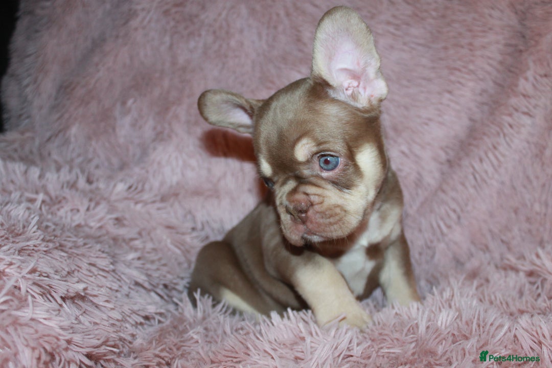 French Bulldog dogs for sale: ULTRA RARE - RAINBOW LITTER NON FLUFFY FRENCHIES - Advert 9
