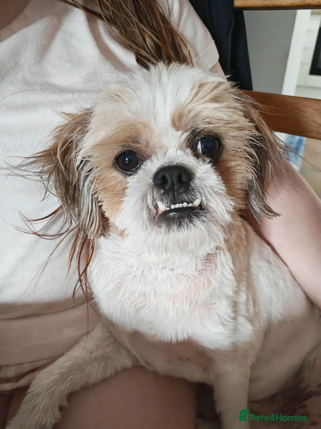 Shih Tzu dogs for sale: Heartbreaking rehome needed for Shih Tzu in Dereham - Advert 2