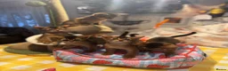 Abyssinian cats for sale: Five Abyssinian kittens with lots of love to give - Advert 7