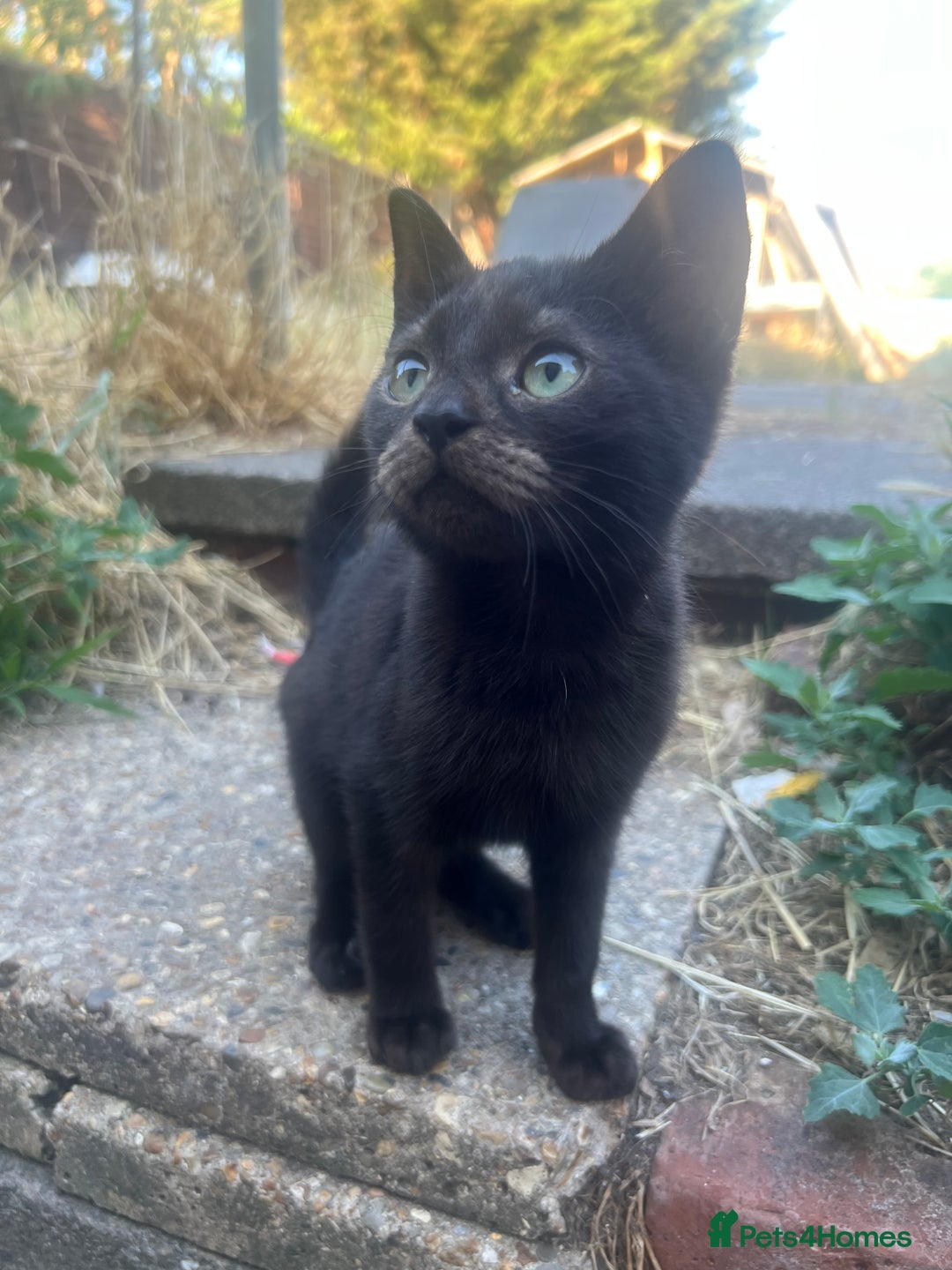 Mixed Breed cats for sale: 3 mixed breed kittens - Image 2