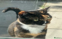 Domestic Shorthair cats for sale: Gizmo  - Image 2
