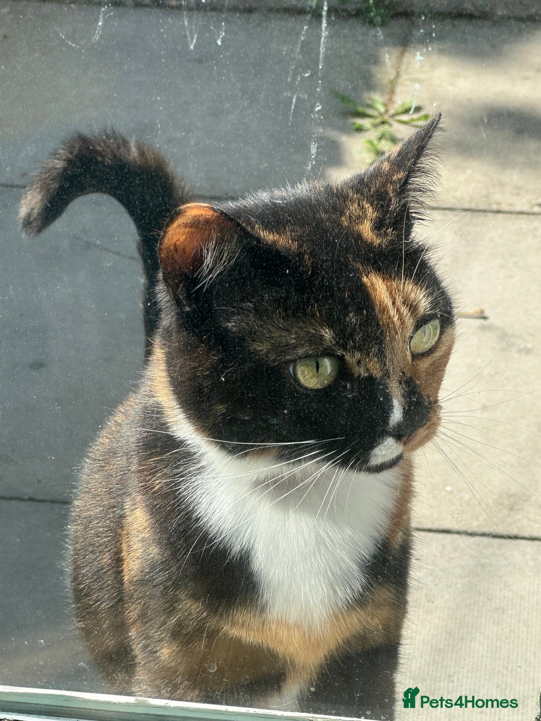 Domestic Shorthair cats for sale: Gizmo  - Image 2