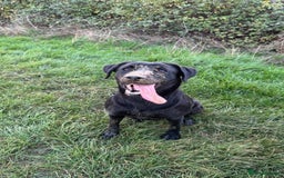 Labrador Retriever dogs for sale: KC Registered Health Tested Working Labs - Image 17