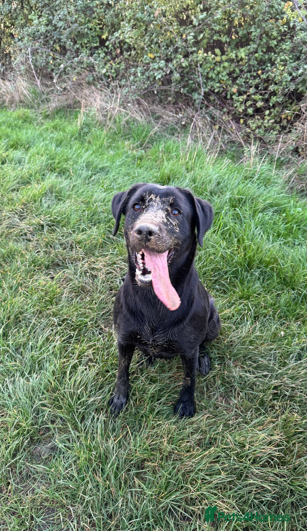 Labrador Retriever dogs for sale: KC Registered Health Tested Working Labs - Image 17