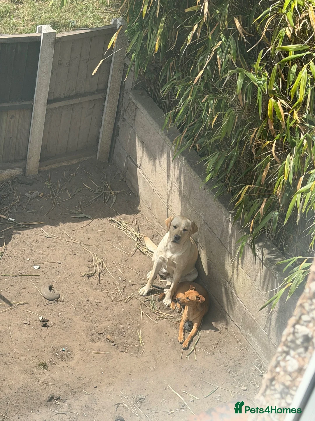 Labrador Retriever dogs for sale: 15 month old female Labrador  - Advert 2