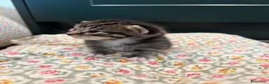 Male Full Tabby American Shorthair