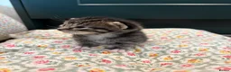 American Shorthair cats for sale: 4 Beautiful American Shorthair Kittens  - Advert 8
