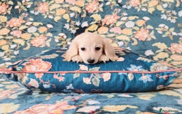 Miniature Dachshund dogs for sale: Rare Cream Gorgeous Dachshund Puppies  - Image 6