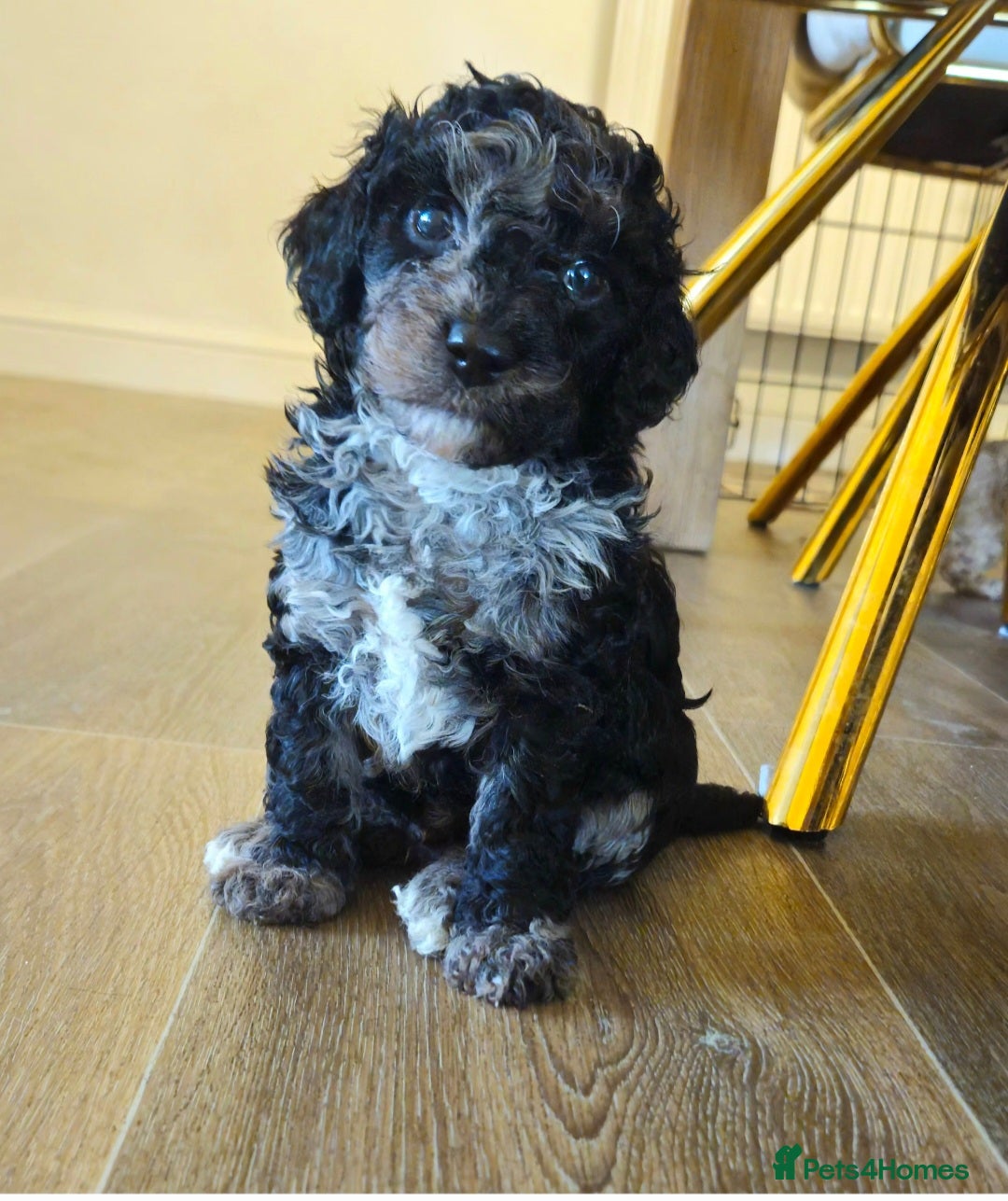 Cockapoo dogs  F1b Rare toy  cockerpoos  - Advert 17