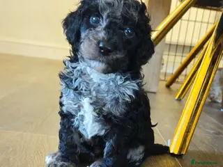 Cockapoo dogs F1b Rare toy cockerpoos - Advert 17