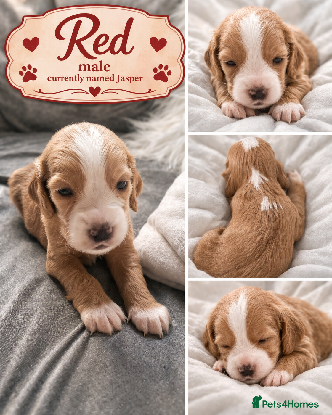 Cocker Spaniel dogs Beautiful Working Cocker Spaniel Puppies - Advert 2