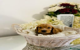 Cocker Spaniel dogs for sale: Beautiful litter of show type cocker spaniels - Image 8