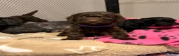 Cockapoo dogs for sale: Beautiful F1 cockapoo puppys - Advert 9