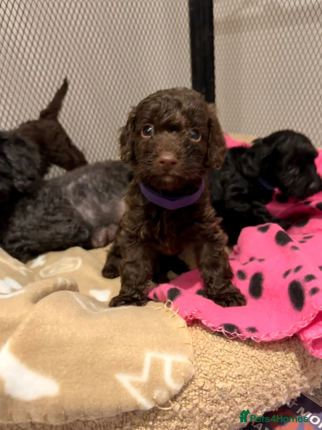 Cockapoo dogs for sale: Beautiful F1 cockapoo puppys - Advert 9