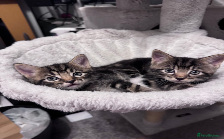 Mixed Breed cats - Advert 18