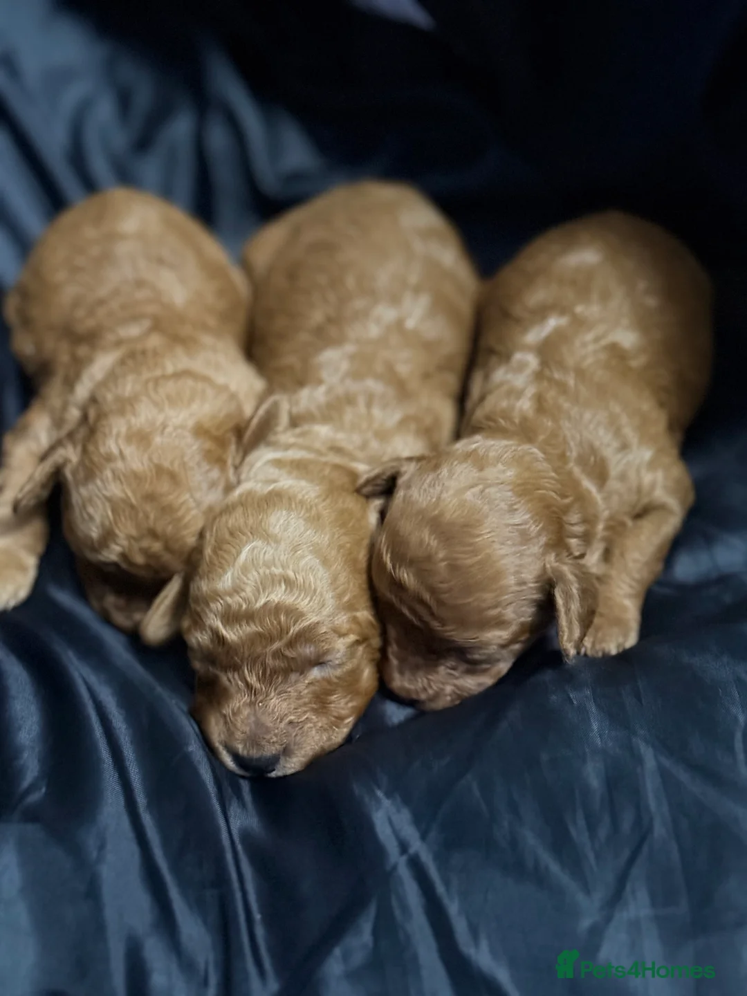 Cavapoo dogs for sale: Cavapoo x toy poodle puppies - Advert 5