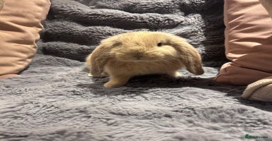 French Lop rabbits - Advert 2
