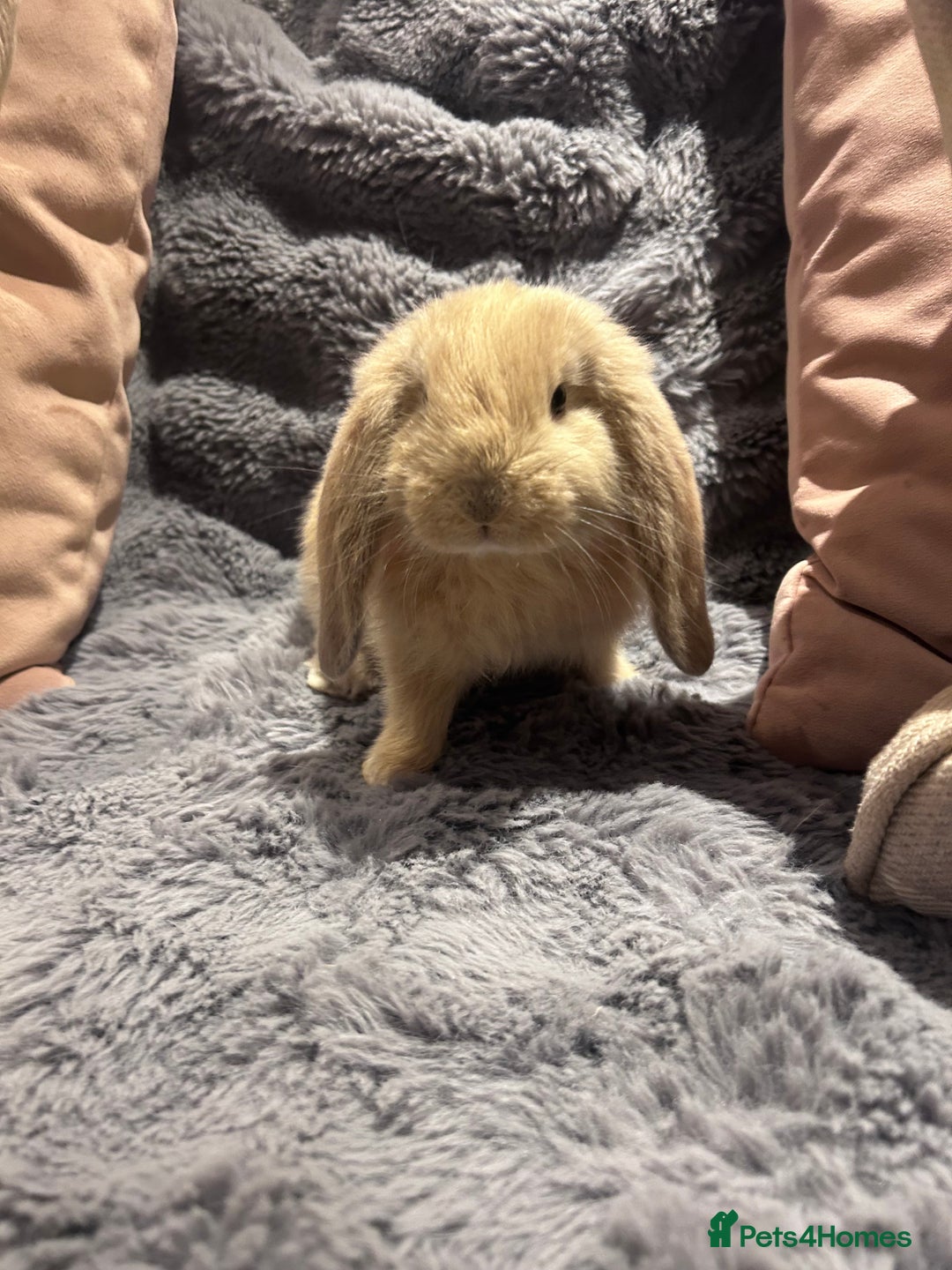 French Lop rabbits for sale: Pure bred French lop bunnies - Image 2