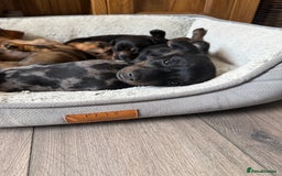 Miniature Dachshund dogs for sale: Miniature dachshund puppies  - Image 5
