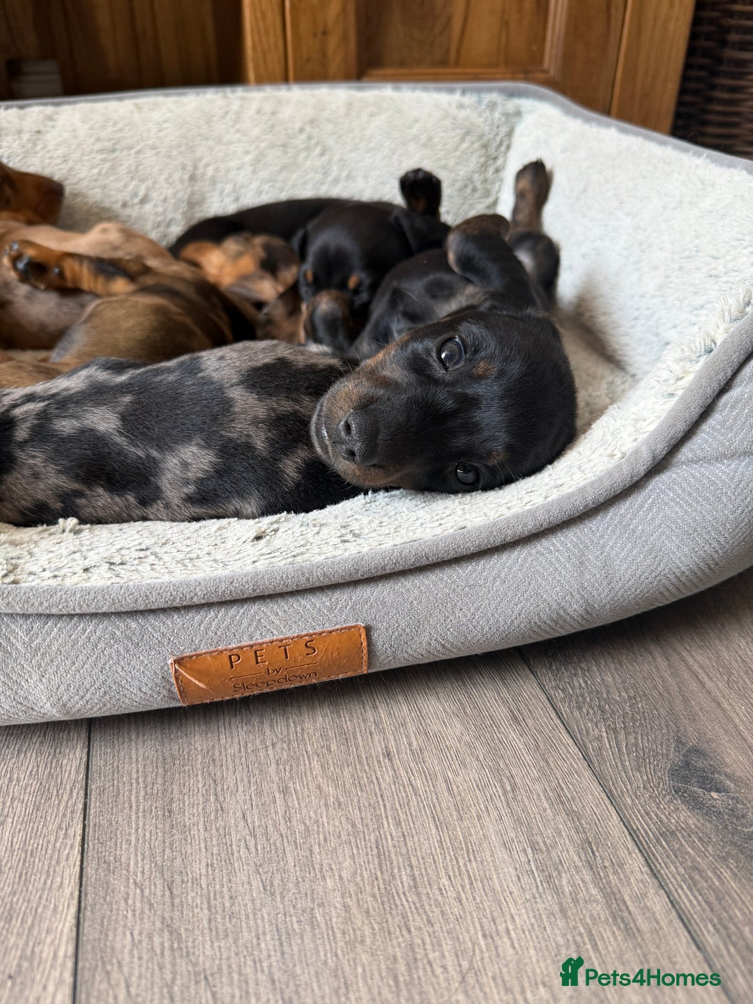 Miniature Dachshund dogs for sale: Miniature dachshund puppies  - Image 5