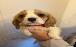 Cavalier King Charles Spaniel dogs for sale: ✨Adorable King Charles Cavalier Puppies✨READY NOW✨ - Advert 10