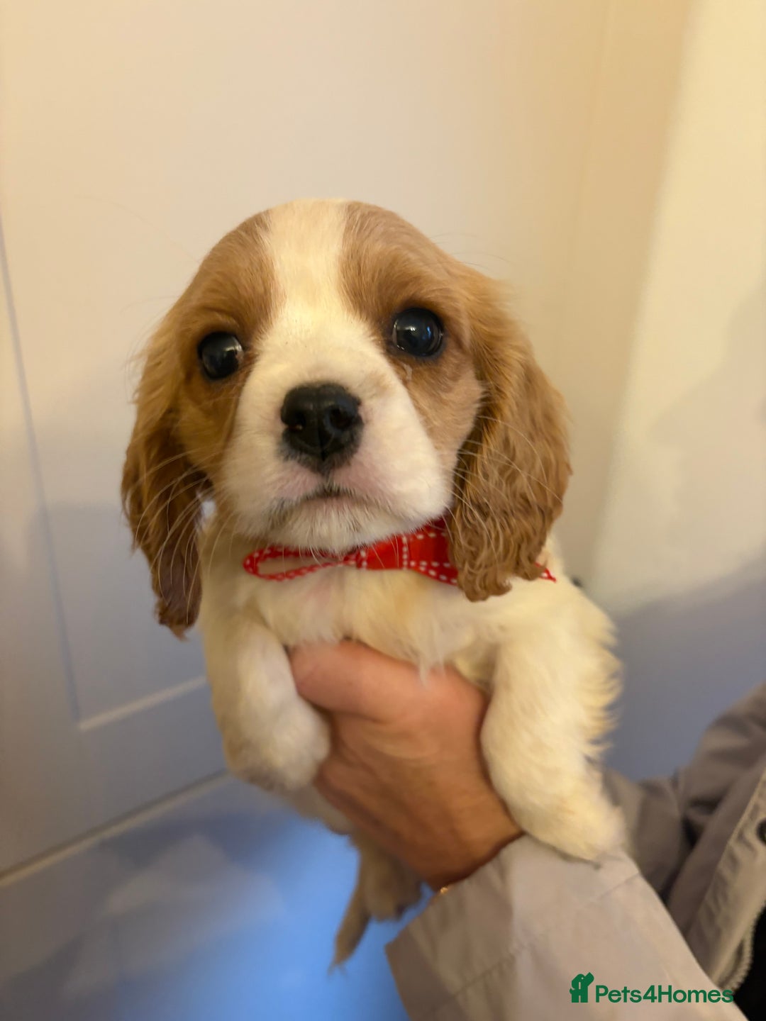 Cavalier King Charles Spaniel dogs for sale: ✨Adorable King Charles Cavalier Puppies✨READY NOW✨ - Advert 10