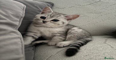 Scottish Fold cats - Advert 12