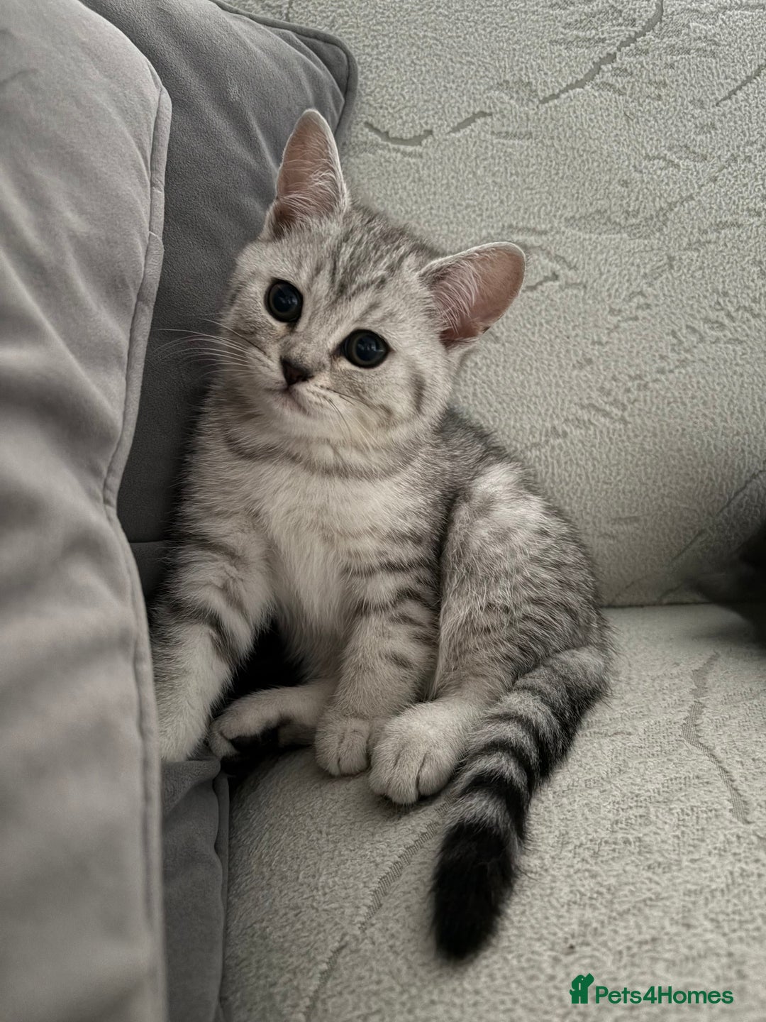 Scottish Fold cats for sale: Scottish fold kittens ready to find new homes - Image 7
