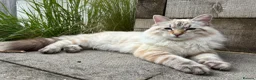 Mixed Breed cats for sale: Ragdoll Siberian Neva Masquerade Kittens - Advert 26