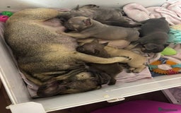 French Bulldog dogs for sale: 🐾 French Bulldog Puppies, Lola & Luna Litters 🐾 - Image 10
