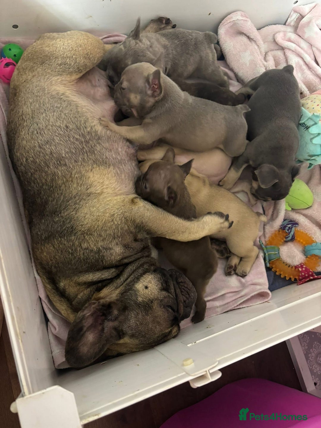 French Bulldog dogs for sale: 🐾 French Bulldog Puppies, Lola & Luna Litters 🐾 - Image 10