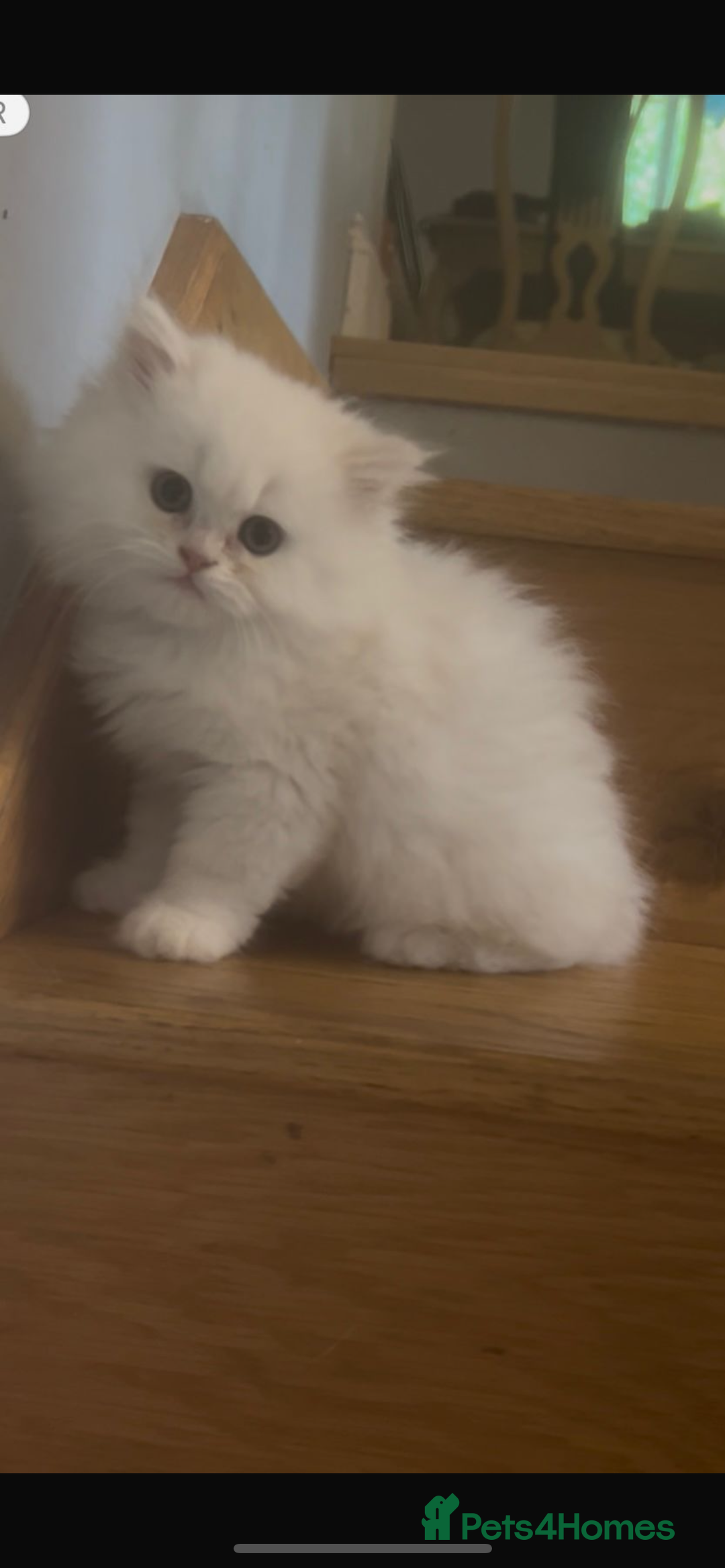 Persian cats for sale: 3 male Persian x chinchilla kittens  - Image 3