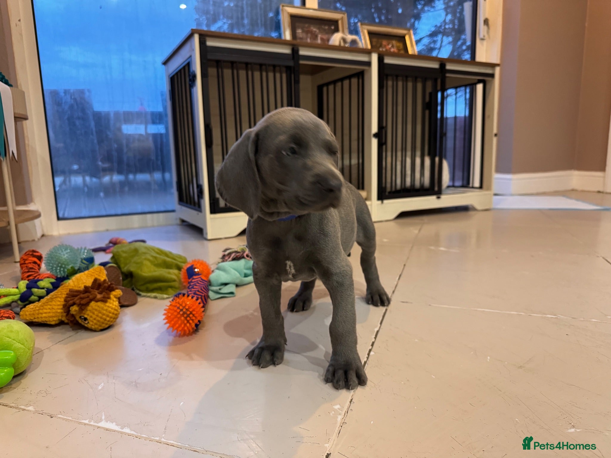 Weimaraner dogs ✨ KC Weimaraner Puppies — Champion Bloodlines ✨ - Advert 2