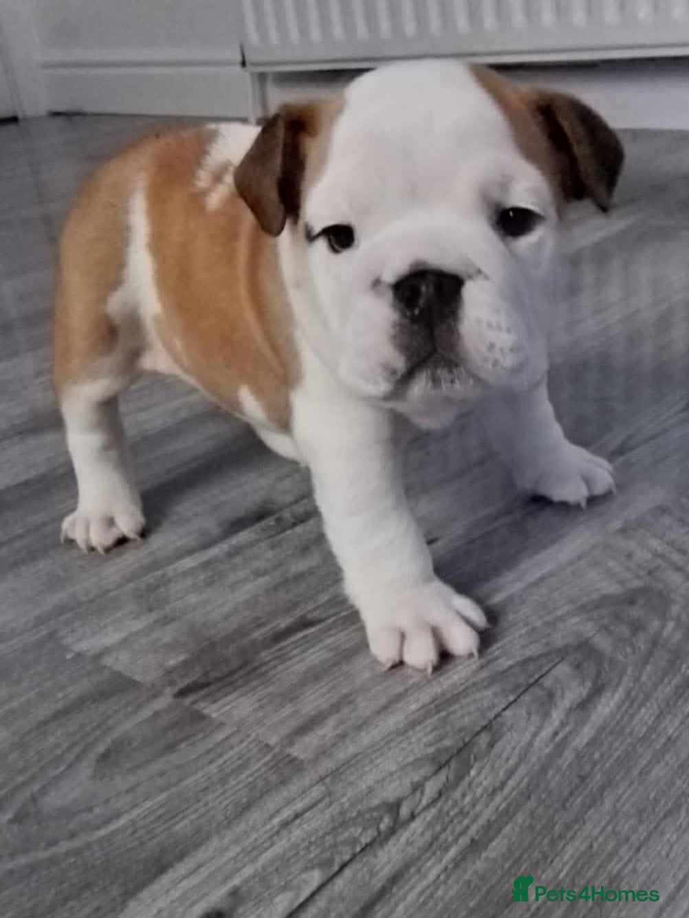 English Bulldog dogs English bulldog  - Advert 5