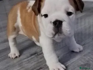 English Bulldog dogs English bulldog - Advert 5