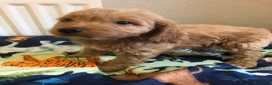 Cockapoo 2