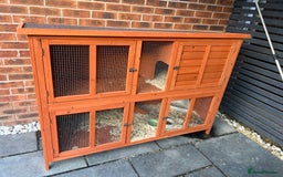 Mini Lop rabbits for sale: Mini Lop for Sale - Image 7