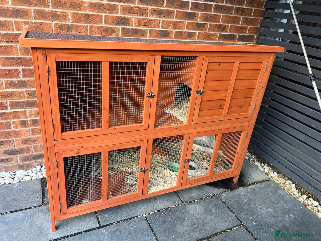 Mini Lop rabbits for sale: Mini Lop for Sale - Image 7