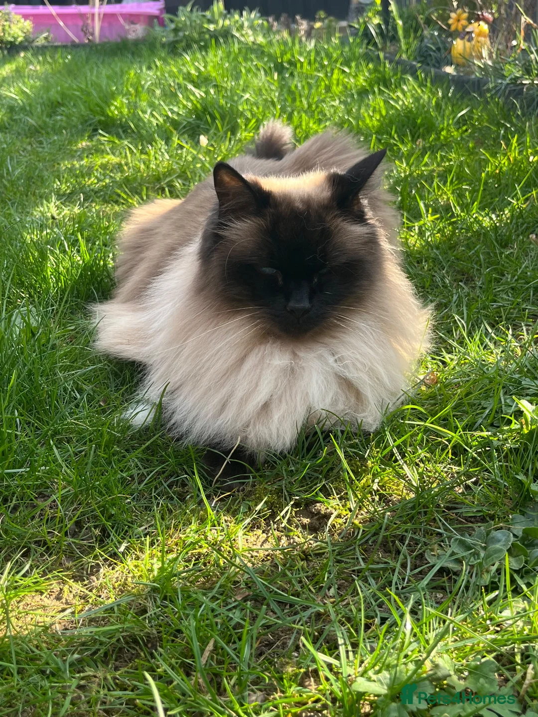 Ragdoll cats for sale: Gorgeous Ragdoll for rehoming - Advert 2