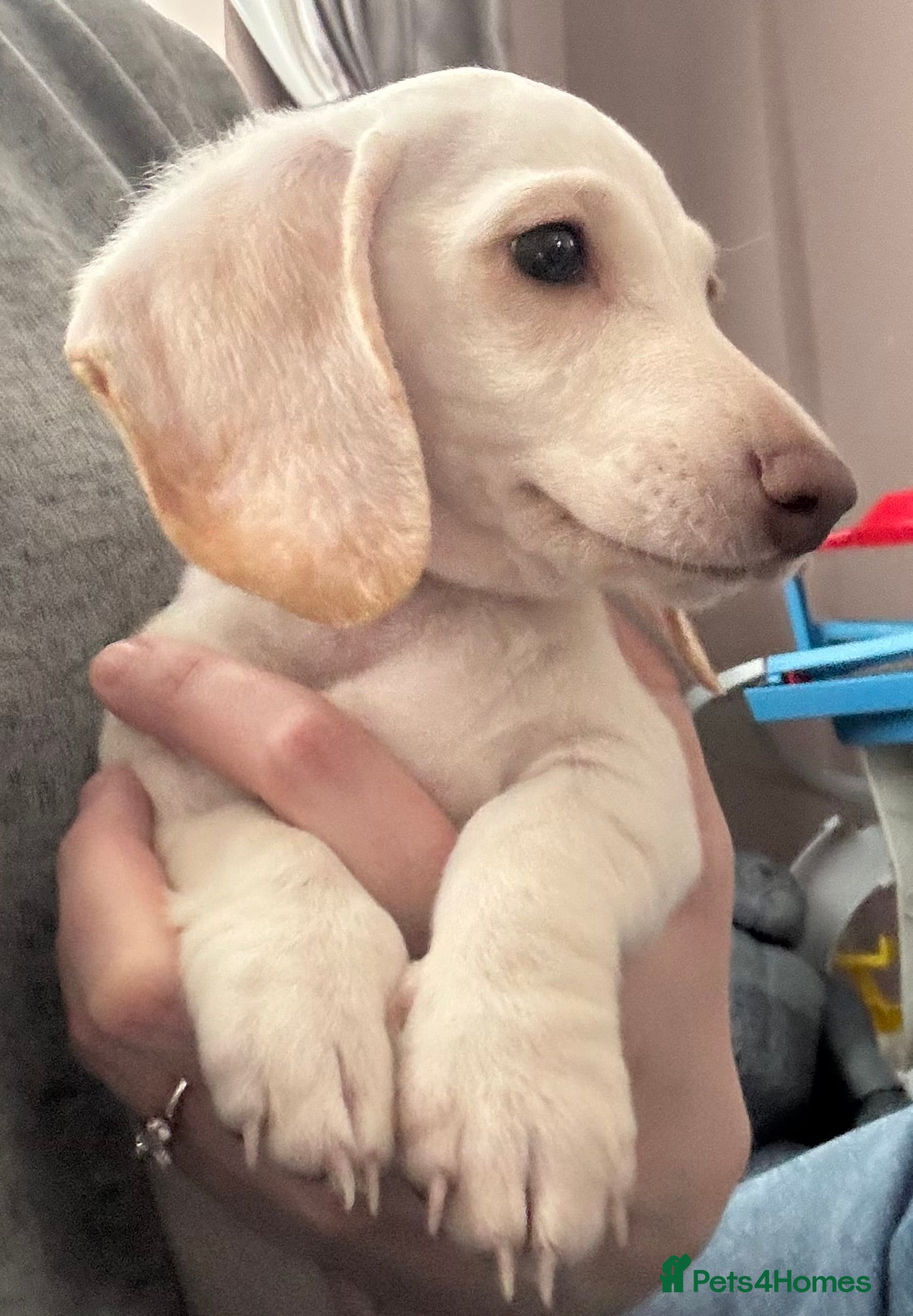 Dachshund dogs Only one gorgeous dachshund boy left! - Advert 1